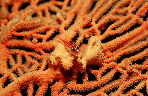 Striped triplefin