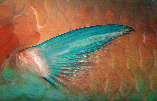 fin, parrotfish fin