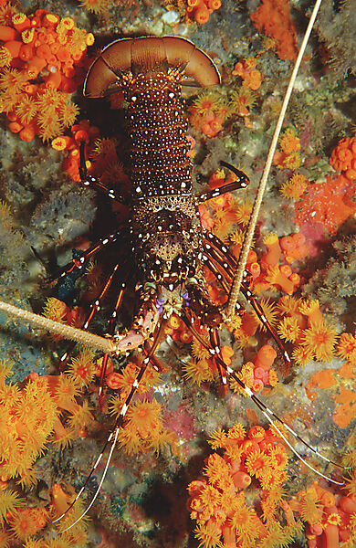 lobster