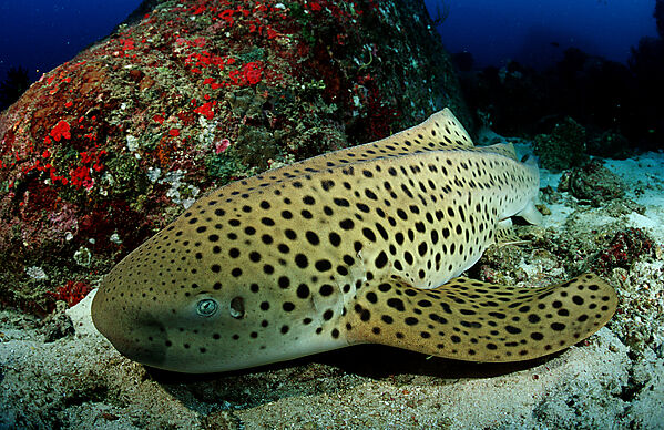 Leopardenhai