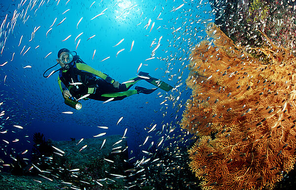Scuba diver and coral reef