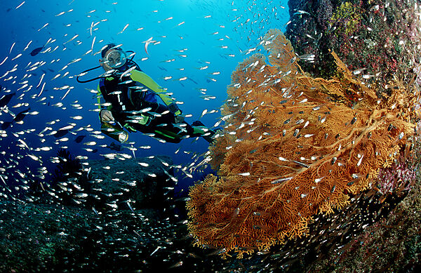 Scuba diver and coral reef