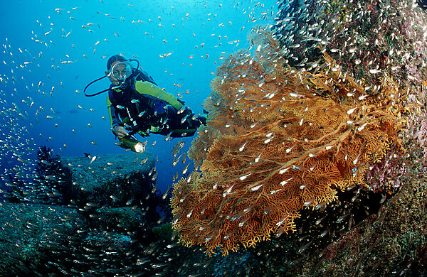 Scuba diver and coral reef