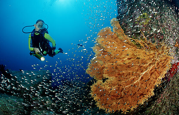 Scuba diver and coral reef