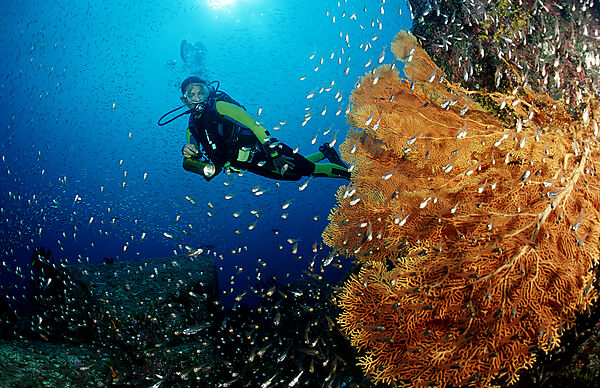Scuba diver and coral reef