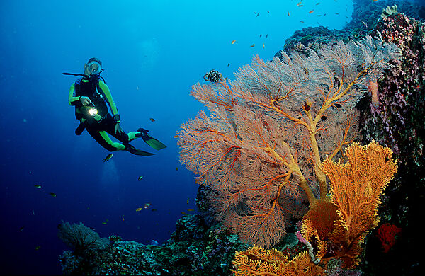 Scuba diver and coral reef