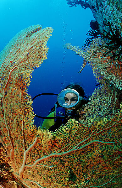 Scuba diver and coral reef