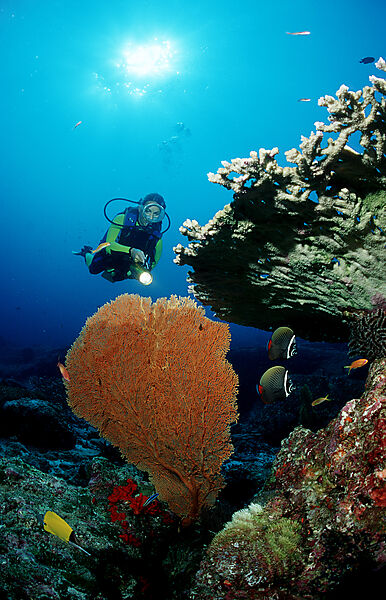 Scuba diver and coral reef