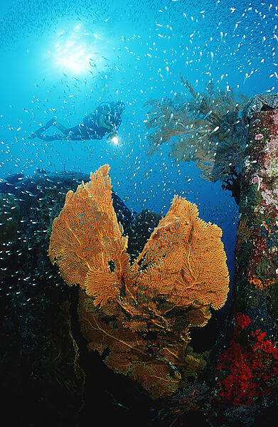Scuba diver and coral reef