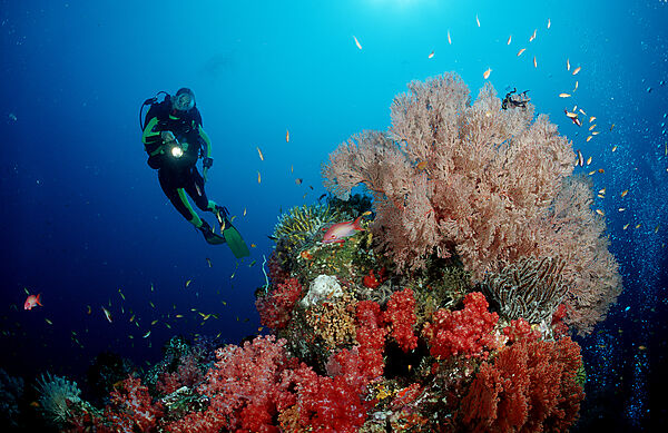 Scuba diver and coral reef