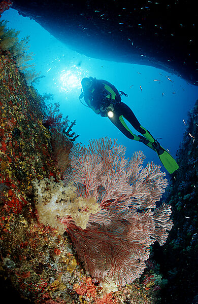 Scuba diver and coral reef