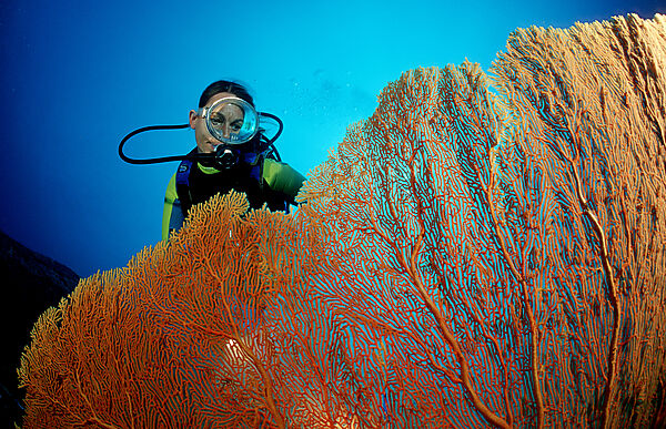 Scuba diver and coral reef