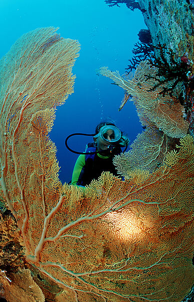 Scuba diver and coral reef
