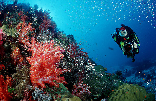 Scuba diver and coral reef