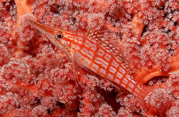 Longnose hawkfish