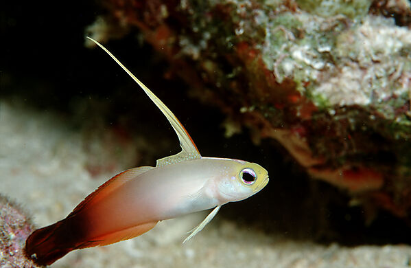 Fire dartfish