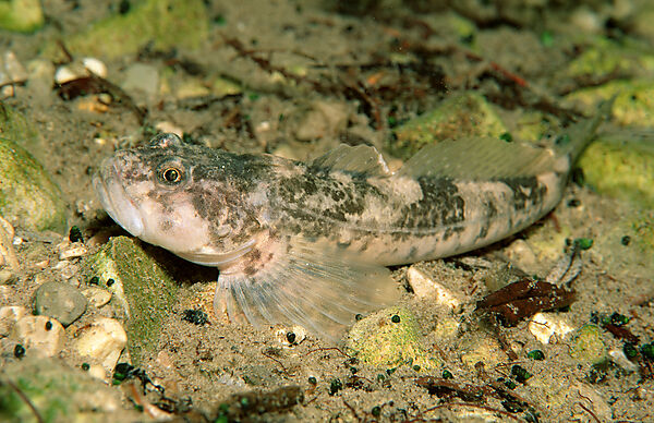 Bullhead