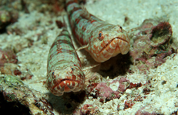 Reef lizardfish