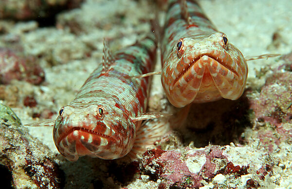 Reef lizardfish