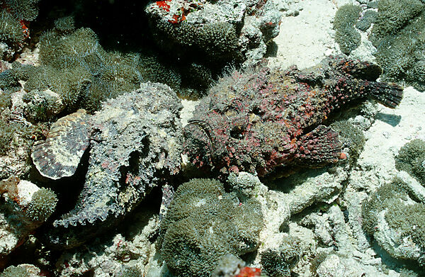 Reef stonefish, Two Stonefishes