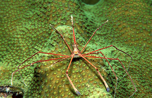 Spinnenkrabbe