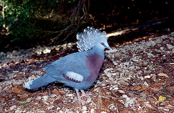 Kronentaube
