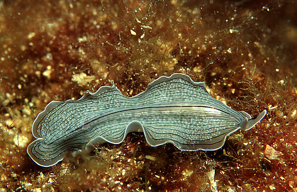 Flat worm