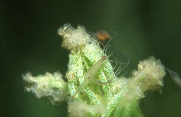 Suesswasserpolyp, Hydra