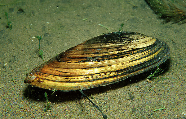 Teichmuschel, Suesswassermuschel
