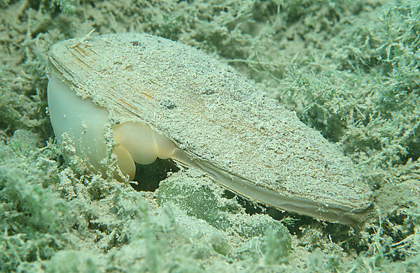 Teichmuschel, Suesswassermuschel