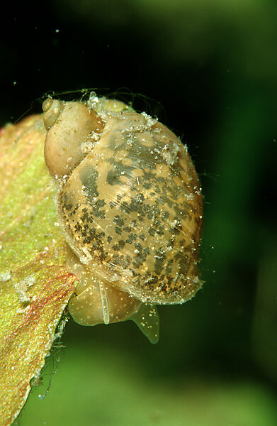 Spitzschlammschnecke