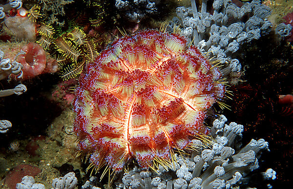 Sea urchin