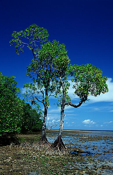Insel mit Mangroven