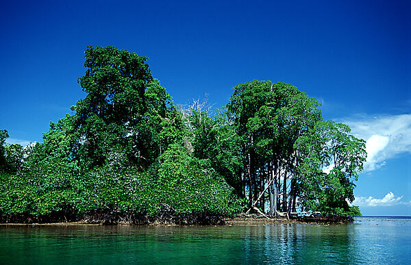 Insel mit Mangroven