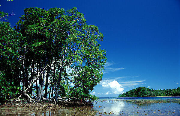 Insel mit Mangroven