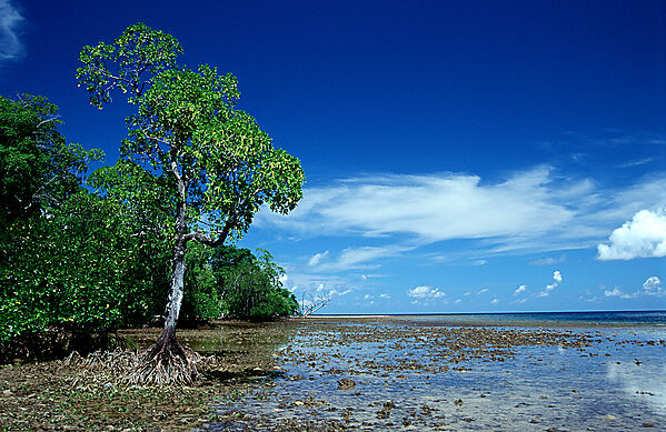 Insel mit Mangroven