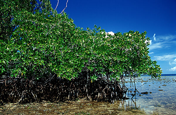 Insel mit Mangroven