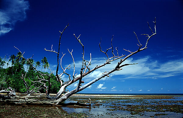 Insel mit Mangroven