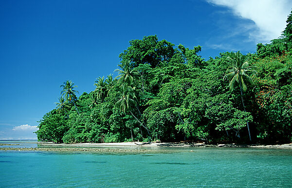 Insel mit Mangroven