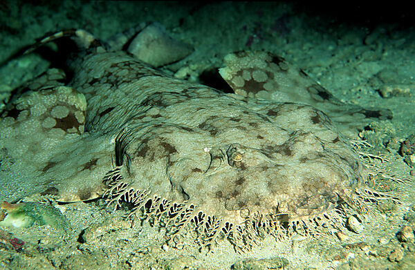 Wobbegong, Fransen-Wobbegong
