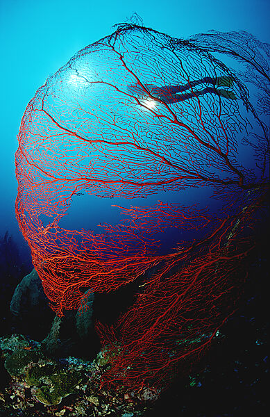 Scuba diver and gorgonian coral