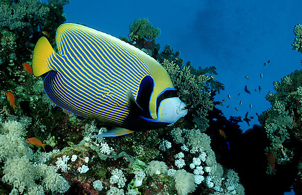 Emperor angelfish