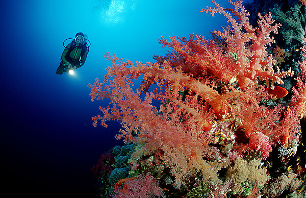 Scuba diver and soft corals