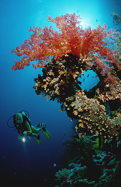 Scuba diver and soft corals
