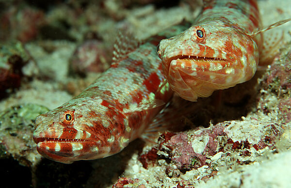 Reef lizardfish