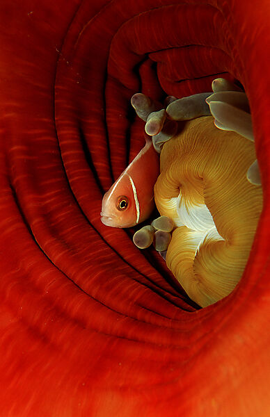 Halsband-Anemonenfisch