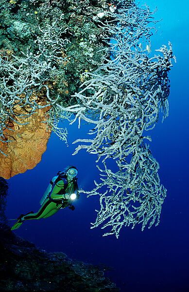 Scuba diver and sponge