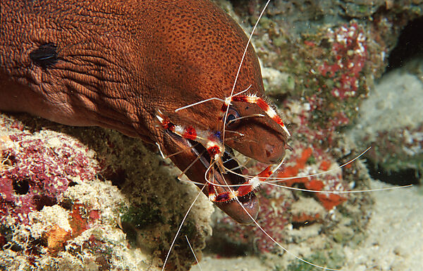 Cleaner shrimp cleaning Yellow-margined moray