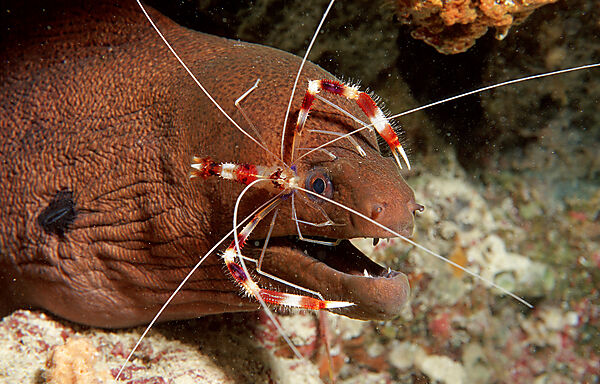 Cleaner shrimp cleaning Yellow-margined moray