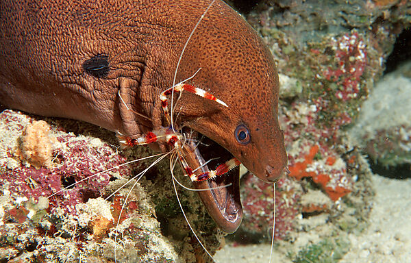 Cleaner shrimp cleaning Yellow-margined moray